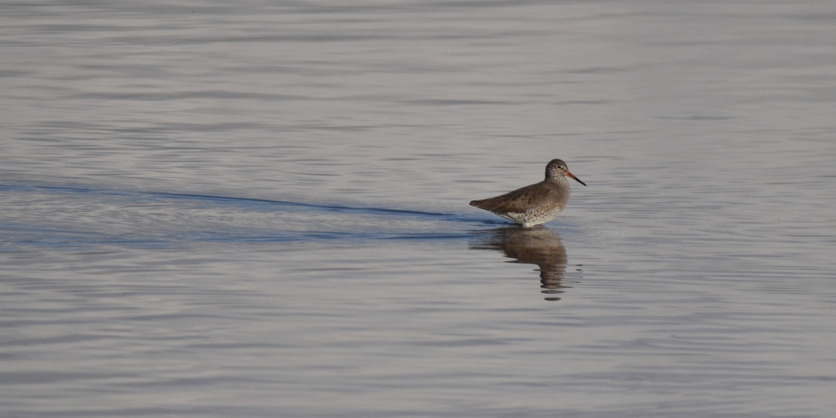 Leg Deep - Andy Soar